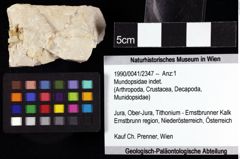 Foto (Objket + Etiketten) von Mundopsidae indet. 